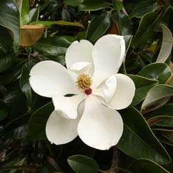 Magnolia grandiflora